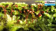 Moss Spores Survive 9 Months in Space: A Giant Leap for Life Support