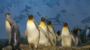 Mumbai's Byculla Zoo Celebrates Penguin Baby Boom: Colony Grows to 10!