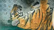 Mysuru Tigress Rescue: Farmer Attacker Captured in Dramatic Forest Operation