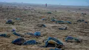 Olive Ridley Turtle Mating Begins in Odisha, Forest Dept on High Alert
