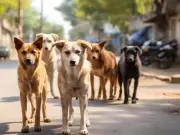 Palampur's Stray Dog Crisis: 16 Wards Grapple, Sterilization Drive Absent