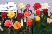 PGI Chandigarh's Roses Bloom at Delhi Show, 17 Entries Win Hearts