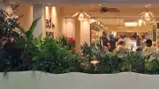 Plant Renting Revolution: Bengaluru's Workspaces Go Green with Flexible Flora