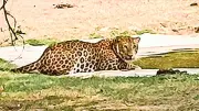 Pune Forest Dept to file criminal cases over AI-generated leopard panic
