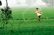 Punjab Farmers Begin Wheat Sowing Amid DAP Fertilizer Crisis: Will Yields Suffer?