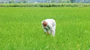 Punjab Farmers Exposed: Weighing Scales Manipulated, Losing 2-3 kg Per Quintal of Paddy