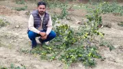 Punjab Farmers Turn 'Poor Man's Fruit' Ber into Profitable Crop, Beating Wheat & Paddy