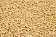 Punjab Government Extends Lifeline: Free Wheat Seeds Distributed to Flood-Affected Farmers in Amritsar