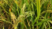 Punjab's Paddy Yield Plummets to 8 Quintals Per Hectare: Crop Cutting Experiments Reveal Alarming Decline