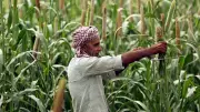 Punjab's Seed Crisis: Delayed NFSNM Supply Leaves Farmers & Officials in Peril