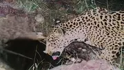 Rare Jaguar Spotted in Arizona, 5th Sighting in 15 Years
