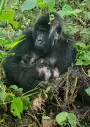 Rare Mountain Gorilla Twins Born in Congo's Virunga National Park
