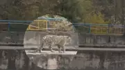 Rare Snow Leopard Rescue in Kinnaur: First-Ever Sighting Leads to Dramatic Dam Rescue Operation
