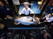 Record $3.2 Million Paid for Bluefin Tuna at Tokyo's New Year Fish Auction