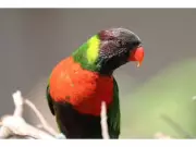 Red-Breasted Parakeet Returns to Bali: Hope Flies Back for Island's Ecosystem Restoration