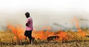 Rohtak Cracks Down on Stubble Burning: DM Enforces Strict Ban to Combat Pollution