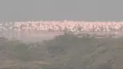Sambhar Lake Turns Pink with 250,000 Migratory Flamingos