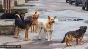 SC Stresses Clear Roads of Stray Dogs to Prevent Accidents, Monitors State Action