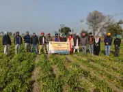 Scientists Tackle Pea & Potato Diseases in Amritsar Workshop
