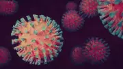 Scientists Uncover Secret Weapon: How Our Cells Self-Destruct to Stop Viruses