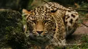 Second Leopard Sighting at Pune Airport Prompts Urgent Safety Measures