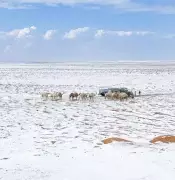 Snow in Saudi Arabia: Rare Desert Winter Blankets Tabuk Region