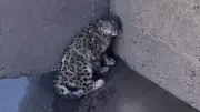 Snow Leopard's Miraculous Rescue from Kinnaur Dam Filter Inlet in Himachal