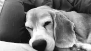 Soccer Star's Heart-Wrenching Quest: The Search for Lost Beagle Halo in Mexico Continues