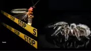 Spiders Use Glowing Fireflies as Living Bait to Trap More Prey, Study Reveals
