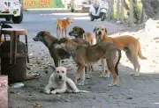 Stray Dog Menace in Delhi: 5,000+ Bites & Rising Accidents Spark Urgent Action