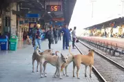 Stray Dog Menace Reaches Crisis Point: States and UTs Must Act Now to Prevent Tragedies