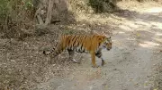 Supreme Court Seeks Response on Corbett Tiger Reserve Poaching Probe