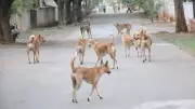 Supreme Court Takes Charge: Stray Dog Crisis Hearing Set for October 27