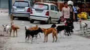 Telangana: Police Case Against 9 After 300 Stray Dogs Poisoned