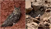 Telangana Quarry Halts Work, Writes Off Rs 35 Lakh to Save 5 Rare Owl Eggs