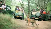 Tiger Attack in Mysuru: Farmer Killed, Safaris Suspended in Nagarahole & Bandipur