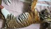 Tiger Cub Rescued in Nagarahole, Mysuru: Forest Officials Act Swiftly