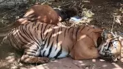 Tigress Captured in Chamarajanagar After Local Terror, Search On for 4 Cubs