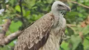 Two Long-Billed Vultures Mark 15 Months in Madhya Pradesh Wild