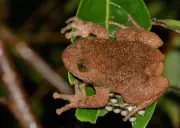 Two New Frog Species Discovered in Arunachal Pradesh's Namdapha