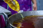UP Gang's Fake Desi Ghee Racket Busted in Punjab's Moga | 4 Arrested