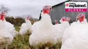 US Government Shutdown Could Cripple Bird Flu Monitoring: Global Health Crisis Looms