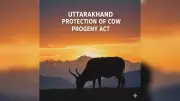 Uttarakhand HC Grants Bail in 3 Cow Act Cases, Upholds 'Bail is Rule, Jail Exception'