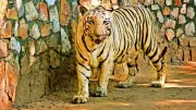 Vadodara Zoo Welcomes White Tigers After 40-Year Wait in Rajkot Exchange