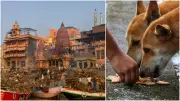 Varanasi Imposes ₹500-₹1 Lakh Fines for Feeding Strays, Littering & Spitting | New Civic Rules