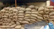 Warehousing Official Arrested at Delhi Airport in ₹15 Crore Wheat Scam