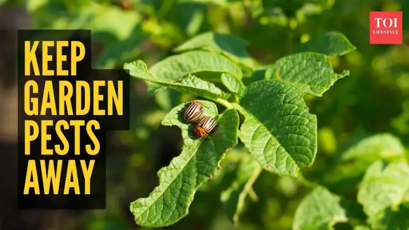 8 Natural Pest Control Hacks: Banish Aphids & Flies From Your Garden Forever!