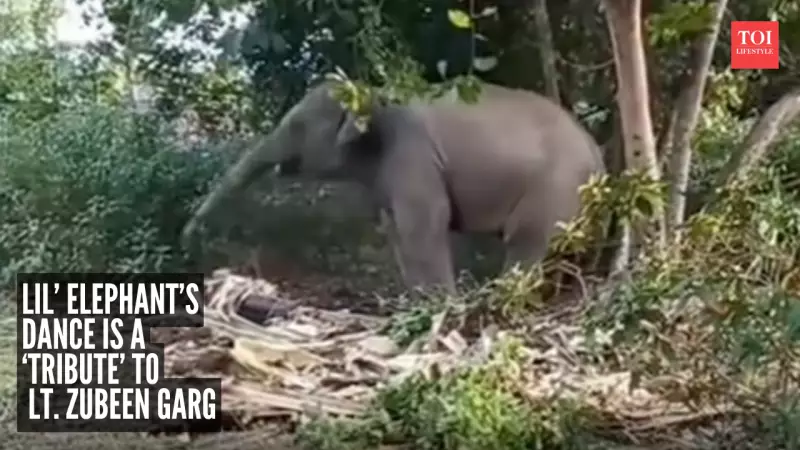 Baby Elephant's Adorable Dance to Zubeen Garg Song Goes Viral - Internet Calls It Touching Tribute