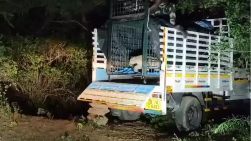 Dramatic Rescue: Leopardess Freed After Getting Trapped in Tirupur Fence | TOI