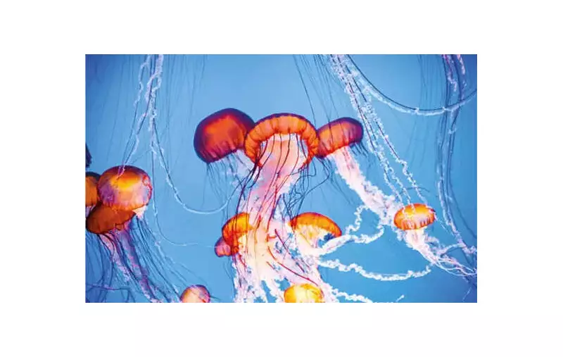 Goa Scientists Make Breakthrough: Extract Water-Soluble, Odourless Collagen from Jellyfish